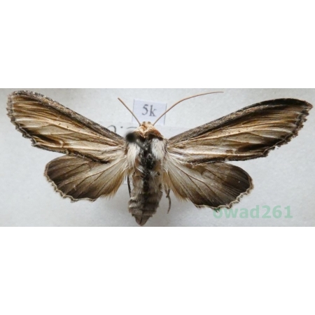 Cucullia scrophulariae (Denis & Schiffermüller, 1775) Kapturnica trędownikówka Czech5k